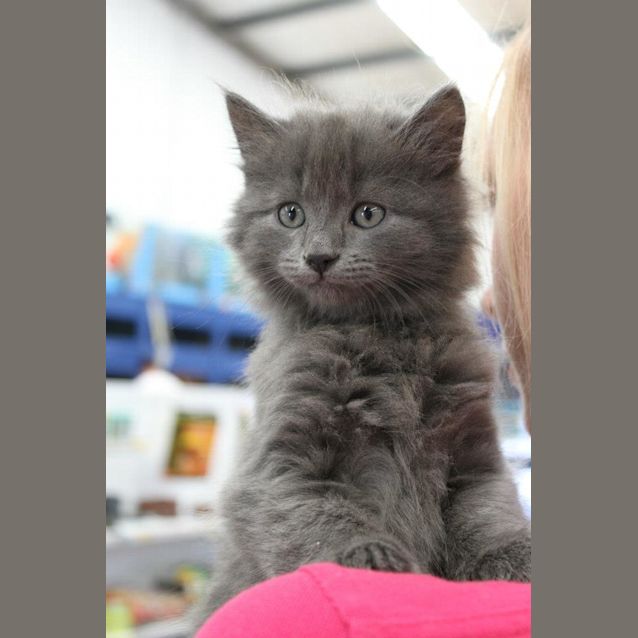 Photo of Grey Male Kitten