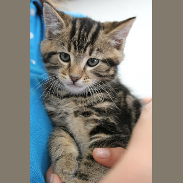 Photo of Little Rascal