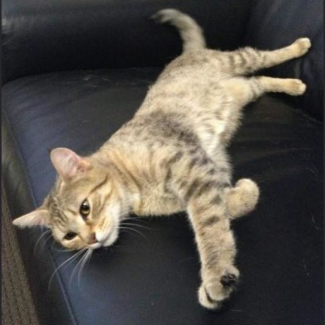 Photo of Lucy The Smooch!