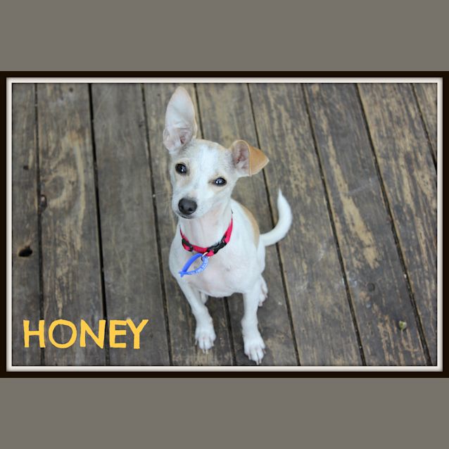 Photo of Honey (On Trial 18/5/13)