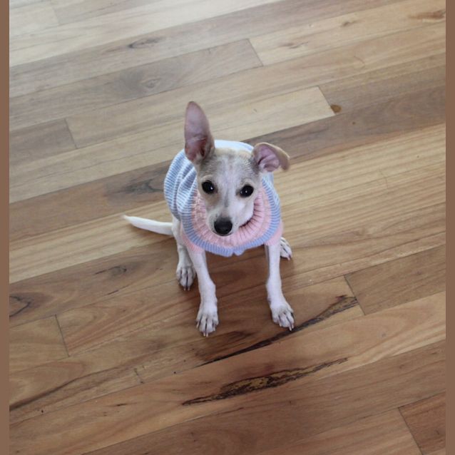 Photo of Honey (On Trial 18/5/13)