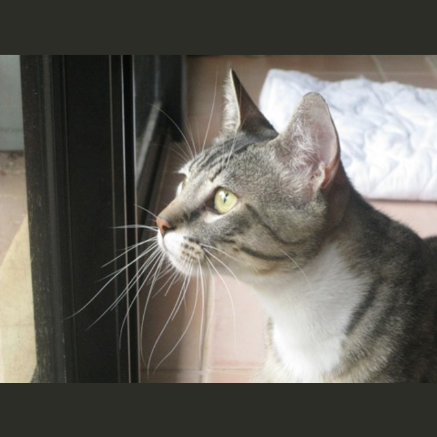 Photo of Boots   Adoption Pending