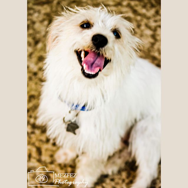Photo of Koko