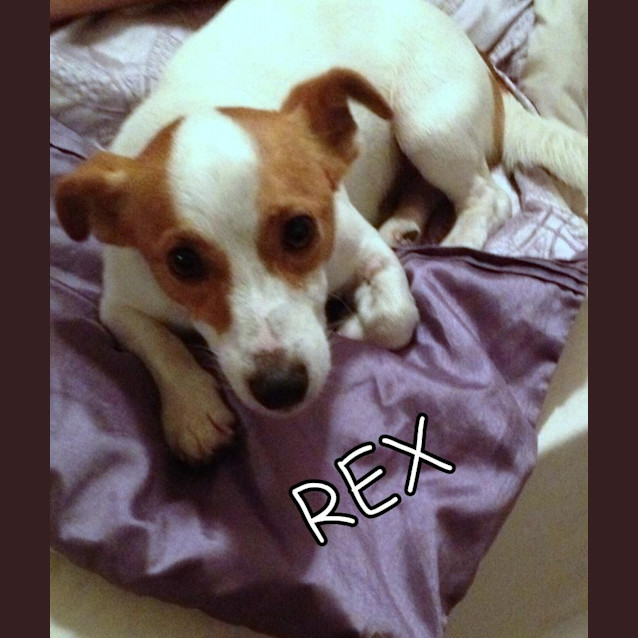 Photo of Rex (2) (On Trial 18/1/2013)