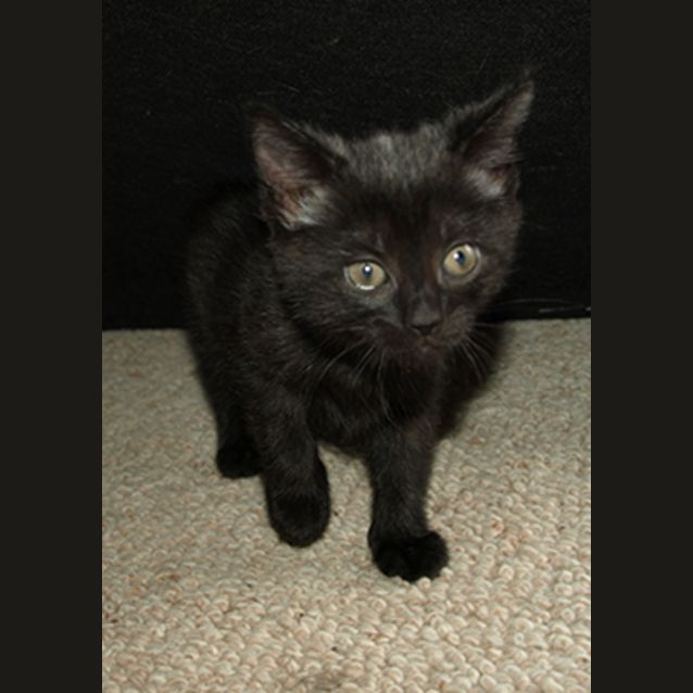 Photo of Ebony