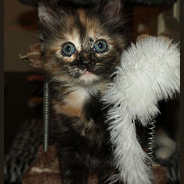 Photo of Daisy