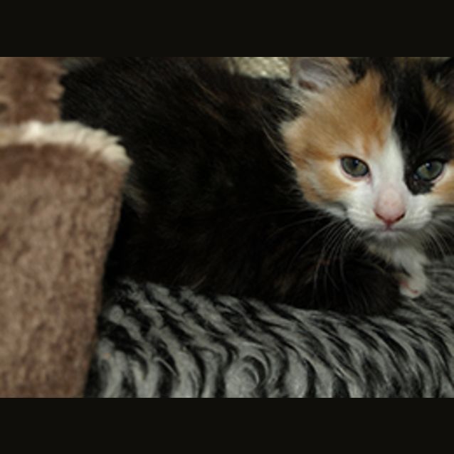 Photo of Rosie