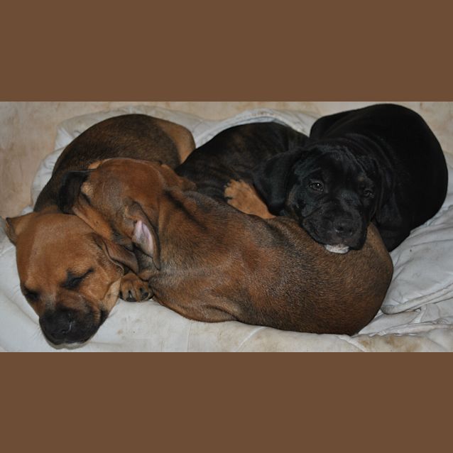 Photo of Pups Staffy X Rotty 7, 5 M,3 F