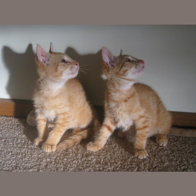 Photo of Tigger & Bubbles