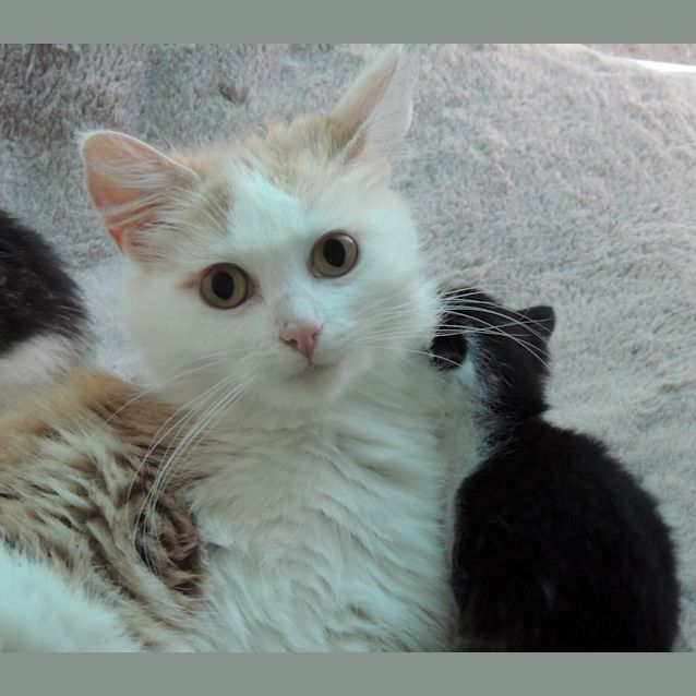 Photo of Angel