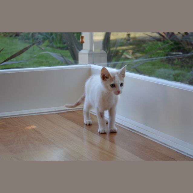 Photo of Carmello