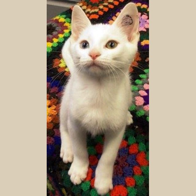 Photo of Snowy