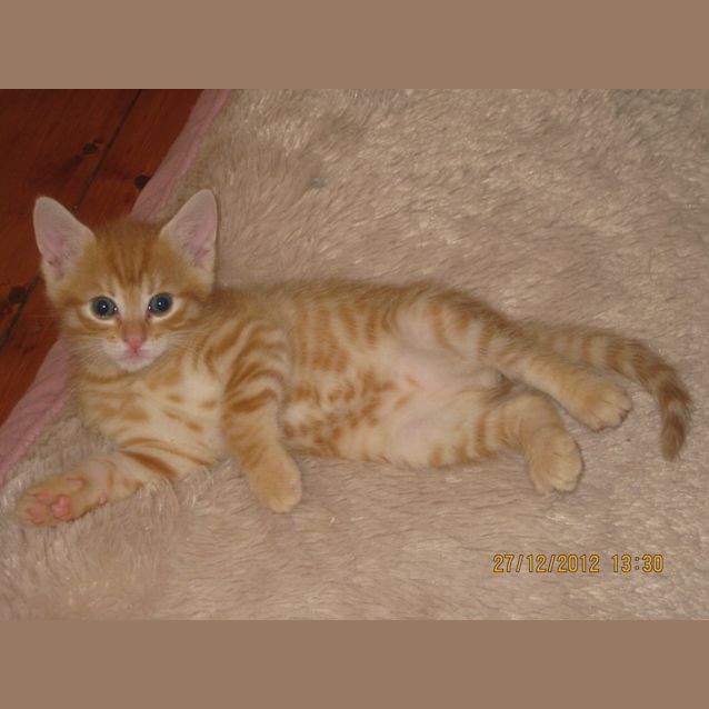 Photo of Scully  **Adoption Pending**