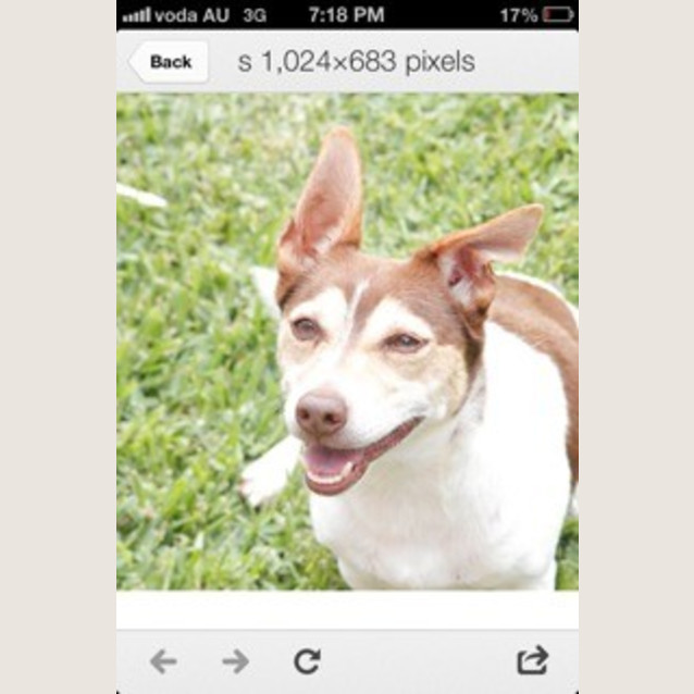 Photo of Tyson (Pets Domain)