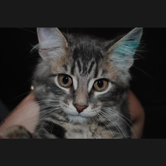 Photo of Raccoon "I Like To Run"