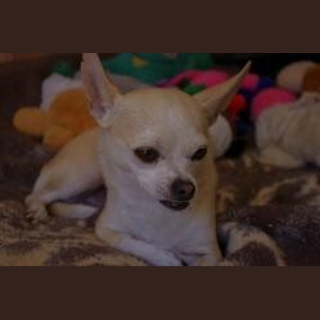 Photo of Cesar