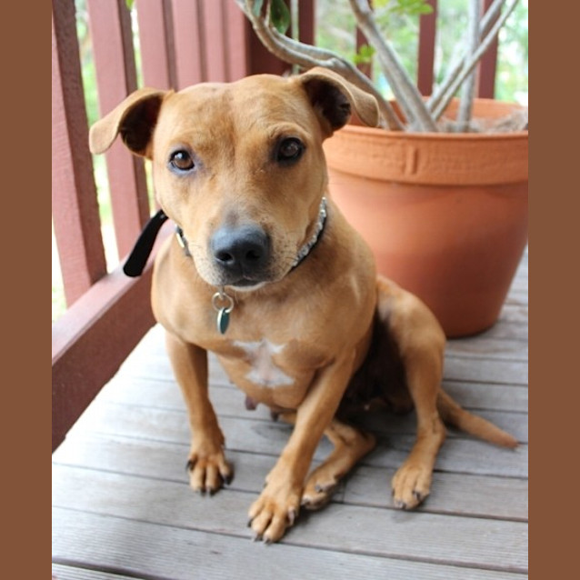 Photo of Sandy   Adoption Pending