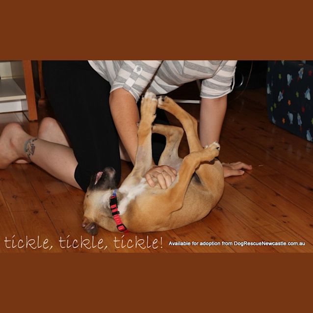 Photo of Frisky (On Trial 24/1/13)