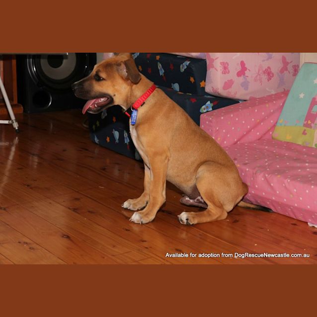 Photo of Frisky (On Trial 24/1/13)