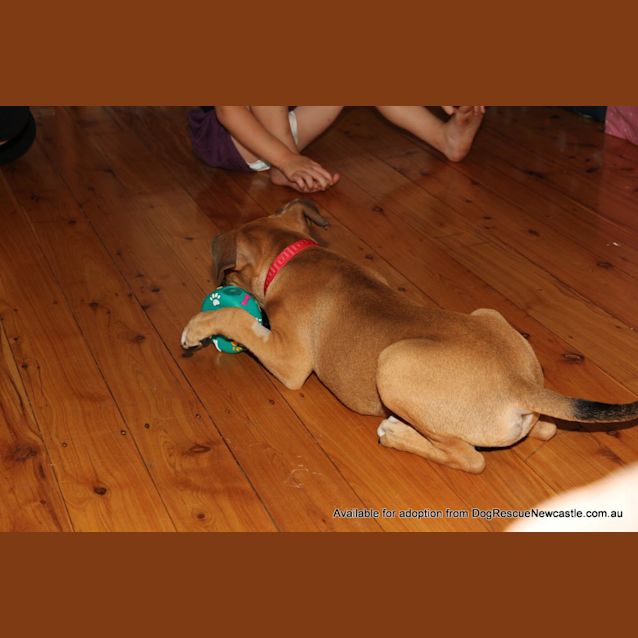 Photo of Frisky (On Trial 24/1/13)