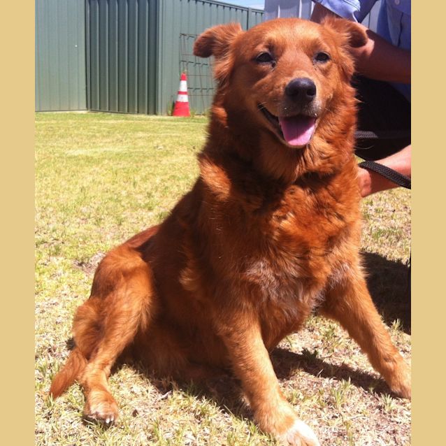 Photo of Ruby The Stunning Red Collie 