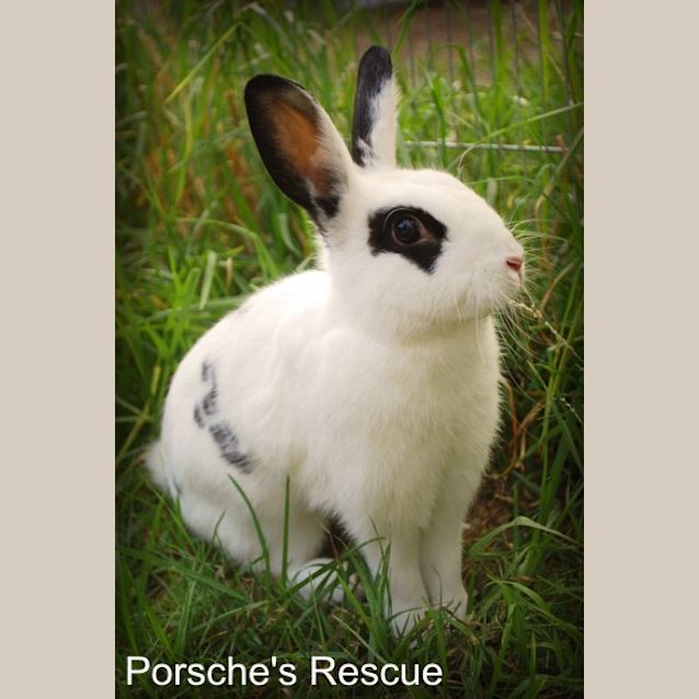 Photo of Miss Puffle Tot   Desexed And Vaccinated