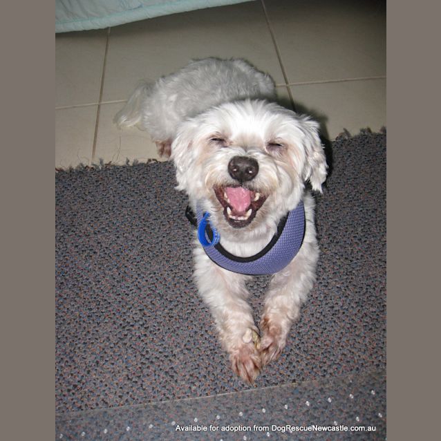 Photo of Mini Moo (On Trial 22/1/13)