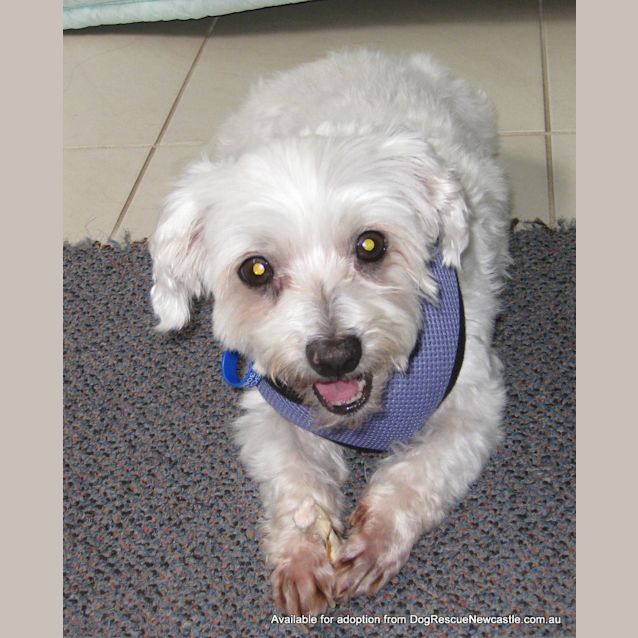 Photo of Mini Moo (On Trial 22/1/13)