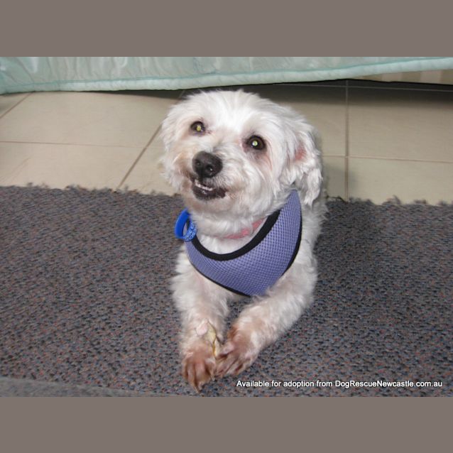 Photo of Mini Moo (On Trial 22/1/13)