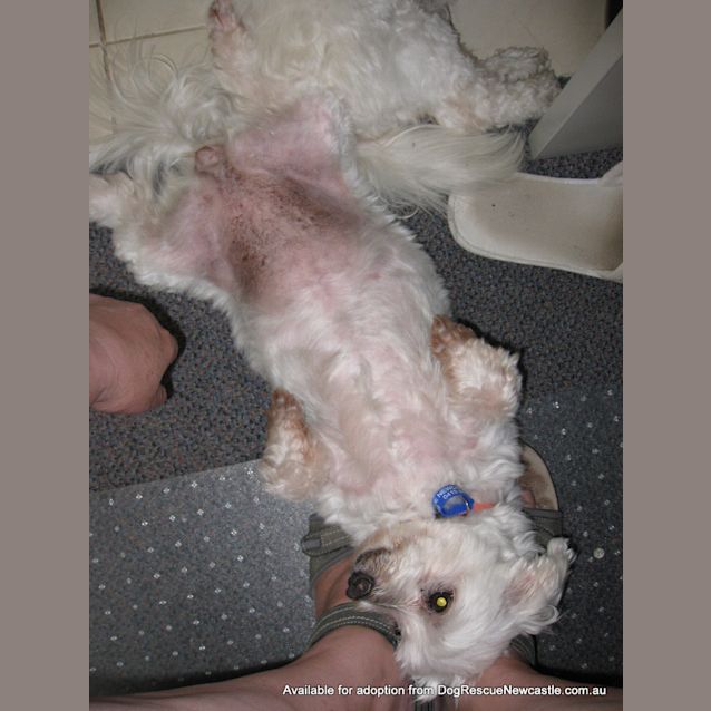 Photo of Mini Moo (On Trial 22/1/13)