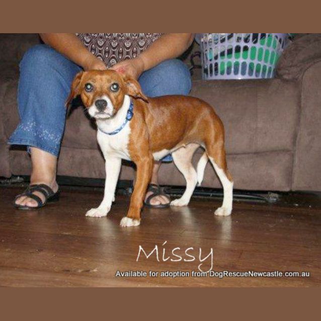 Photo of Missy (2) (On Trial 21/1/13)