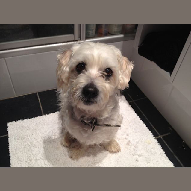Photo of Archie 