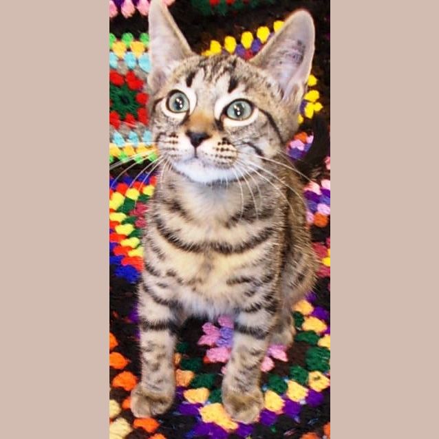 Photo of Tigger