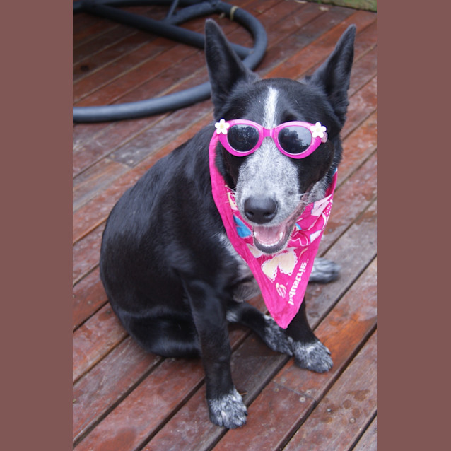 Photo of Jazzie (On Trial 17/1/13)