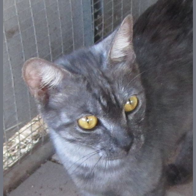 Photo of Pepper ~ F.R.E.E