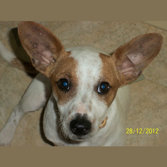 Photo of Patches