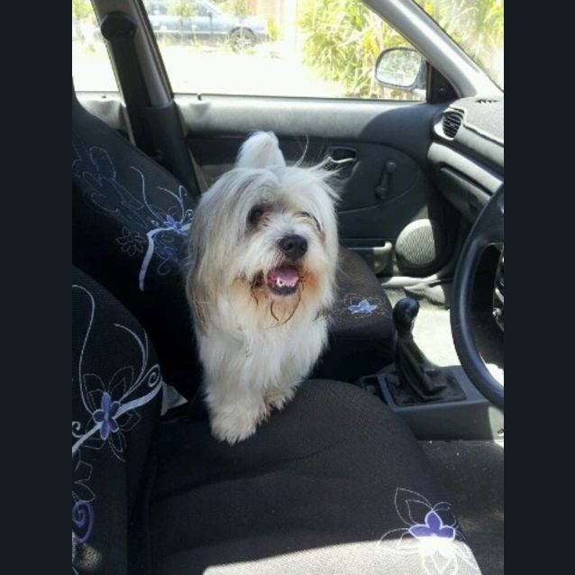 Photo of Bengee
