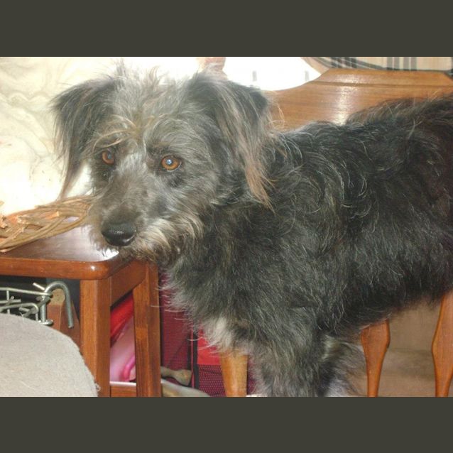 Photo of Shaggy