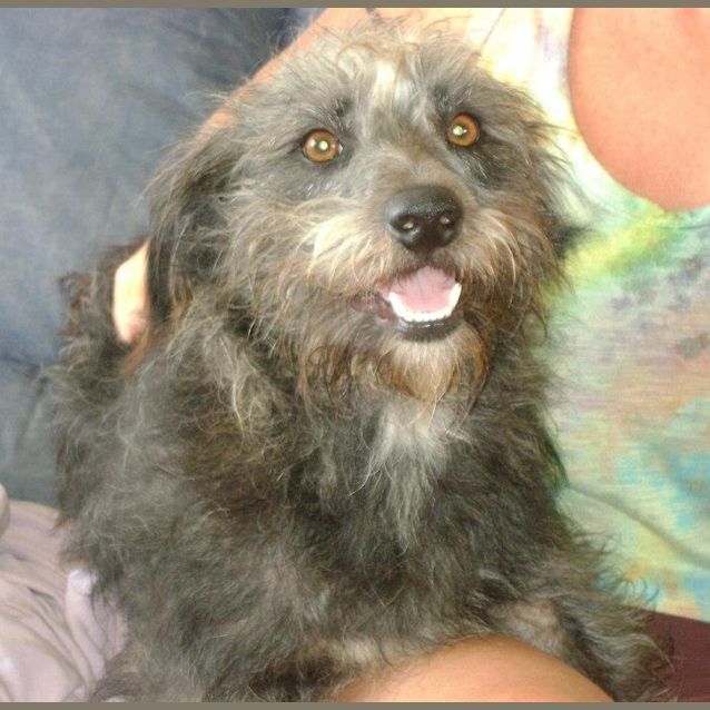 Photo of Shaggy