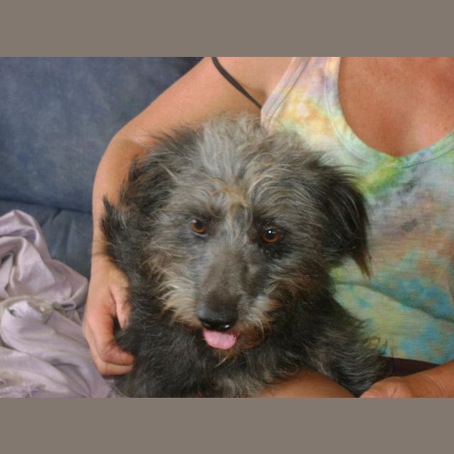 Photo of Shaggy
