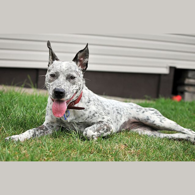 Photo of Dotty (On Hold Pending Adoption 25/1/13)