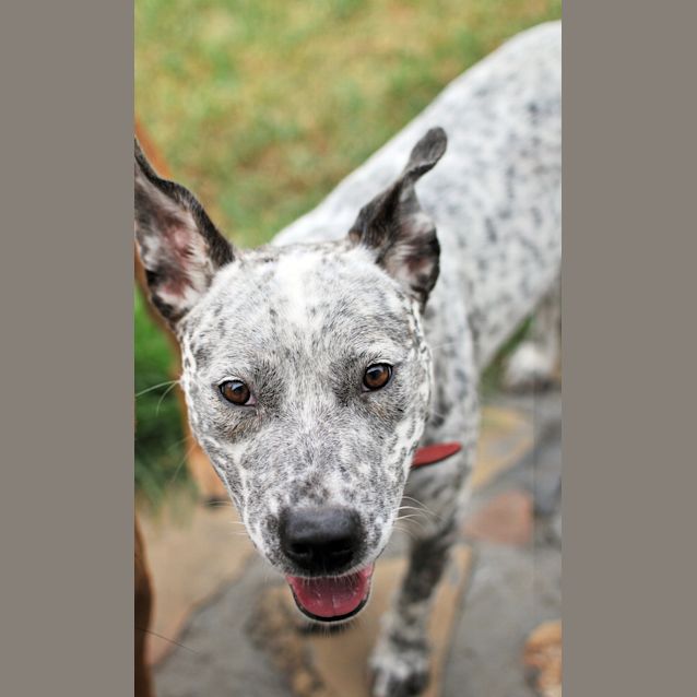 Photo of Dotty (On Hold Pending Adoption 25/1/13)