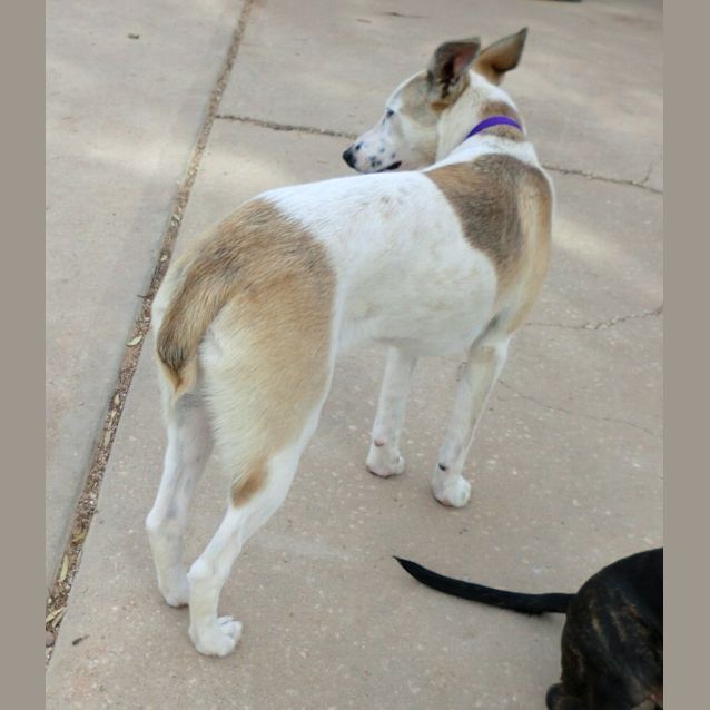 Photo of Pistachio *On Trial In Her New Home*