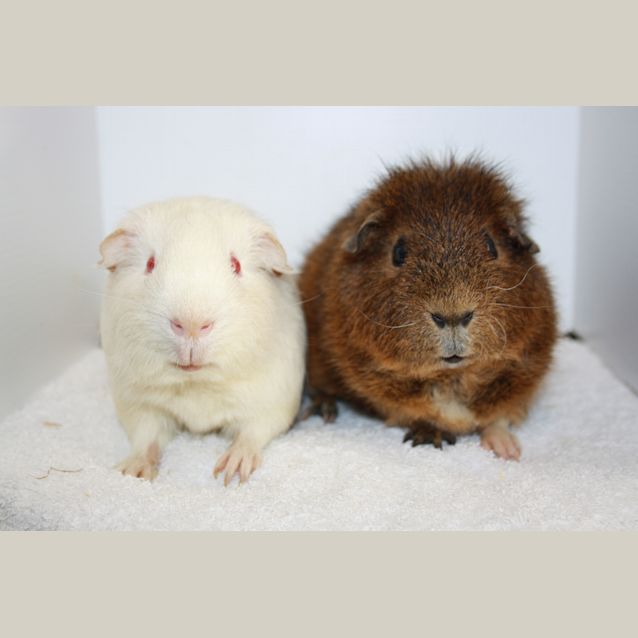 Photo of Will & Erick 