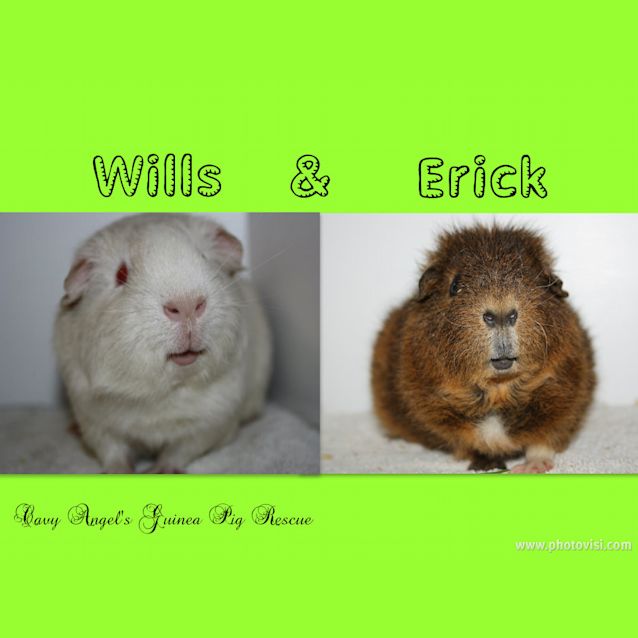 Photo of Will & Erick 