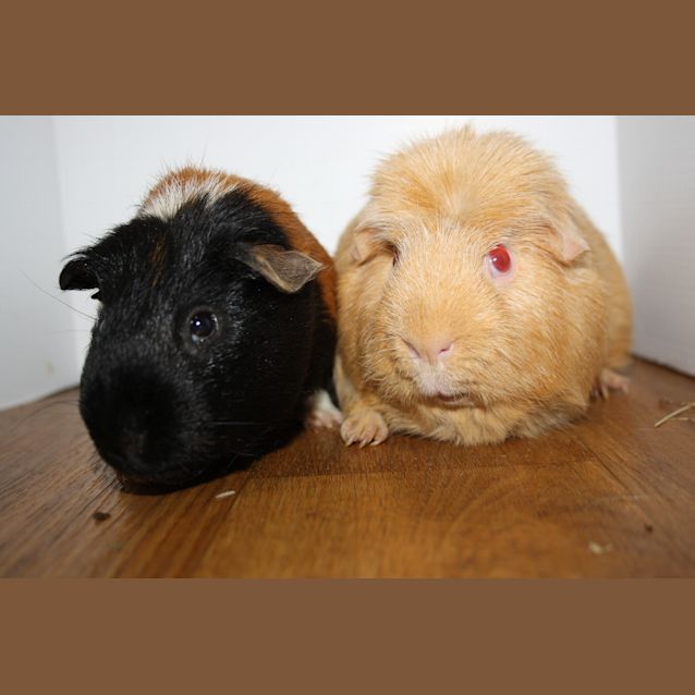 Photo of Sandy & Razor (Golden Oldies) 