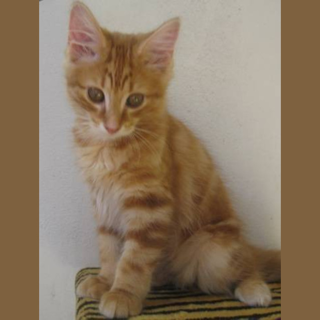 Photo of Ozzie