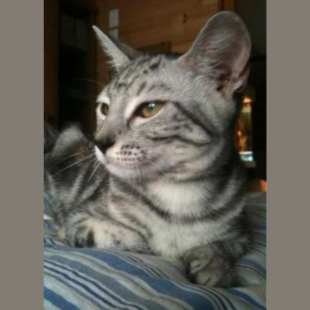 Photo of Asha