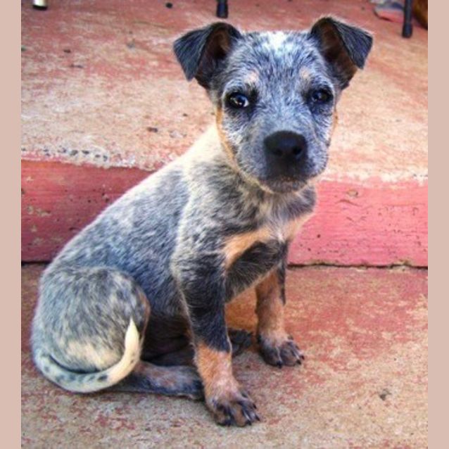 Photo of Brandy