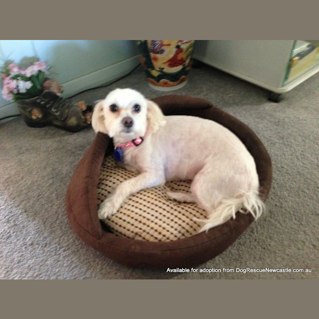 Photo of Molly (On Trial 21/1/13)